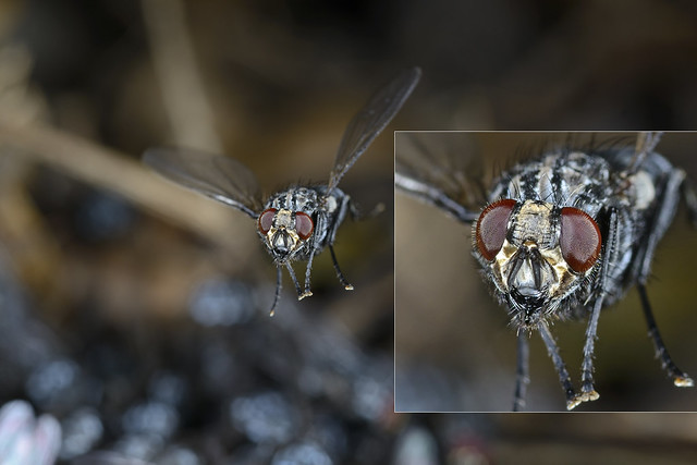 domestic-fly-D800E-72dpi-resolution-detail-2