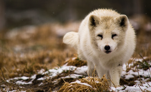 Arctic Fox - Vulpes lagopus