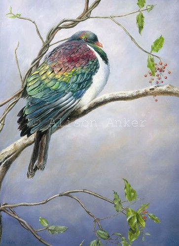 kereru | by Alison Anker