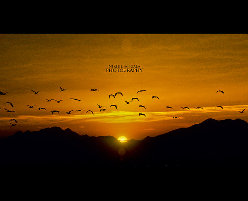Perfect moments, Guntur! by Nikhil Jangala, sunset sky orange birds sunrise landscapes scene nikhil guntur jangala nikhiljangala