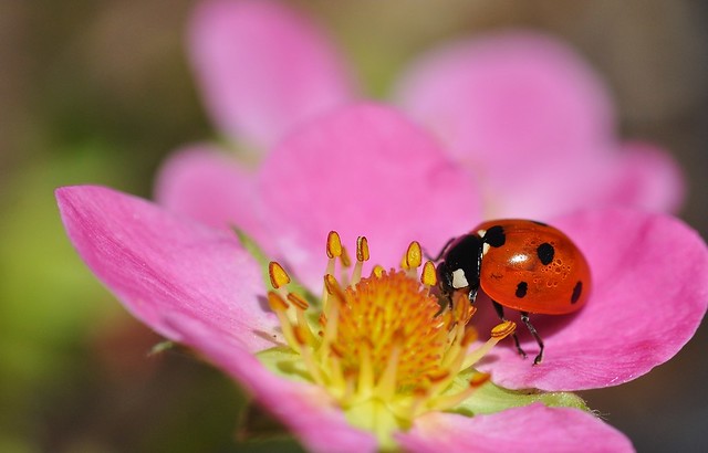 Pink flower & Ladybug