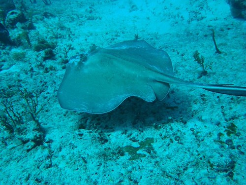 stingray