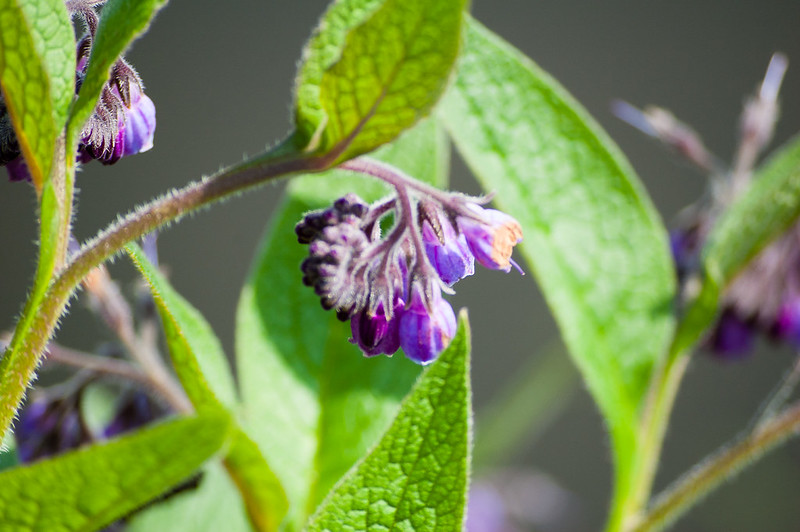 Comfrey flowers