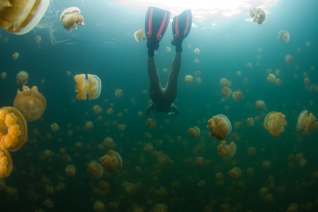 kozy diving in Jellyfish lake