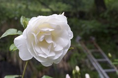 Rose blanche du jardin