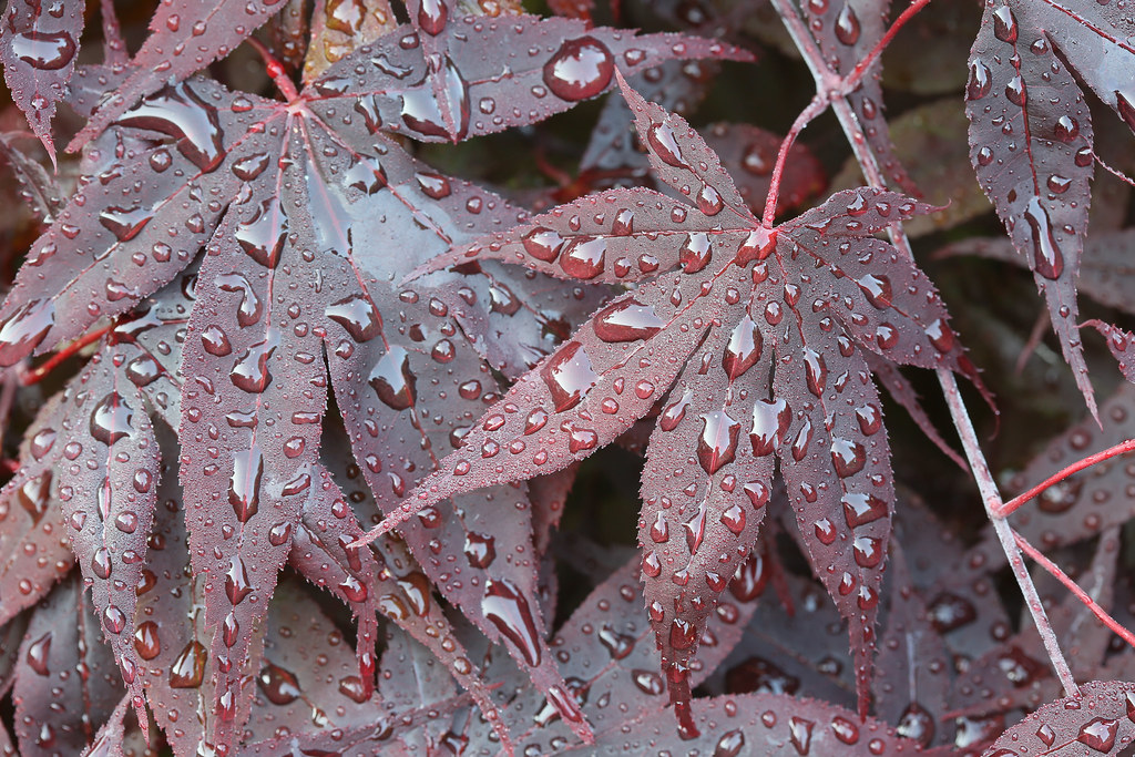 Acer palmatum 'Bloodgood'  Japanese maple after rain
