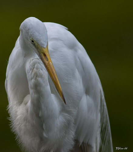 Egret - Front Portrait by Nikon66