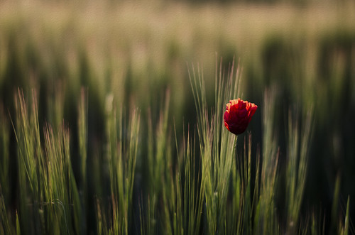 Coquelicot by Pixo7000, red flower nature sunrise de rouge soleil natur champ coquelicot levé fleure