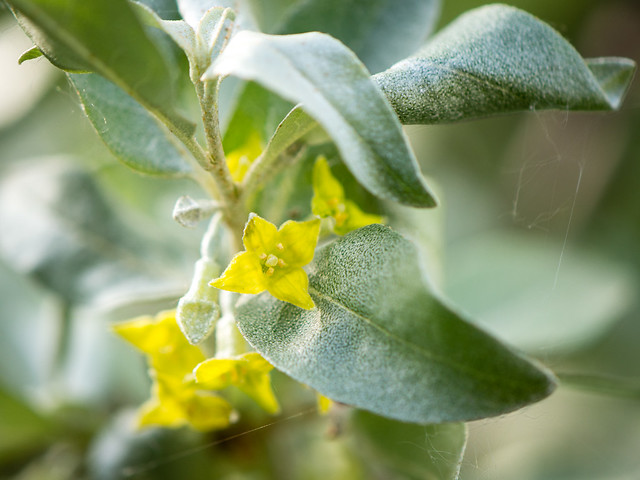 Wolf Willow flowers