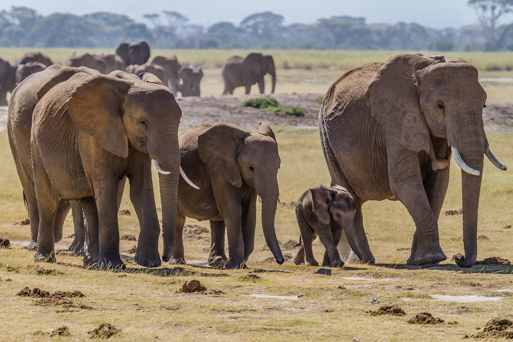 stádo afrických slonů