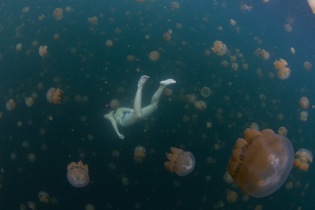 kozy swimming through jellyfish