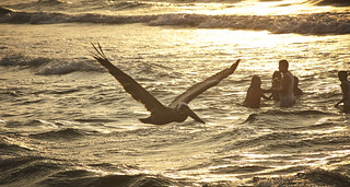 I love to watch pelicans - patrullando