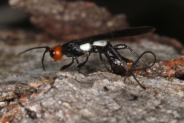 Other Braconid ovipositing