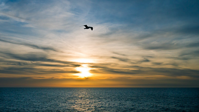 Golden Lucky Bird - Sunset - [Explored]