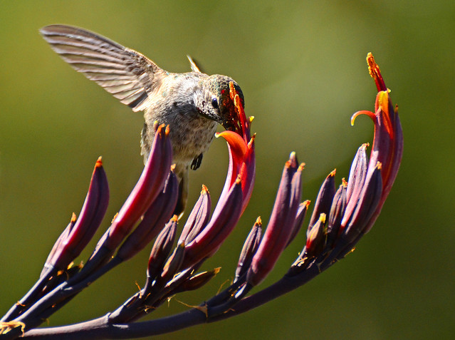 Hummingbird sipping nectar from flower