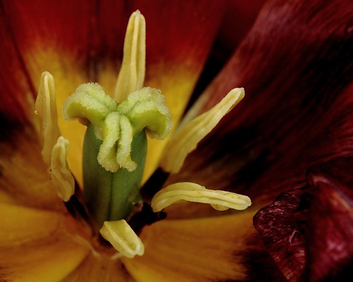 Red Tulip Center by Brian Callahan (Luxgnos.com)
