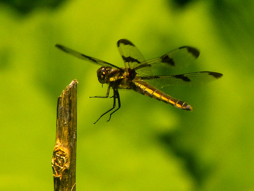 Twelve-spotted Skimmer by Happy_Peasant
