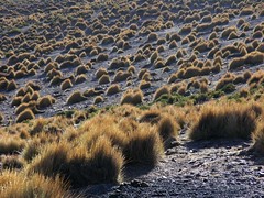 Grass Hillsides - Cerros de Pasto; Departamento de Potosí, Bolivia
