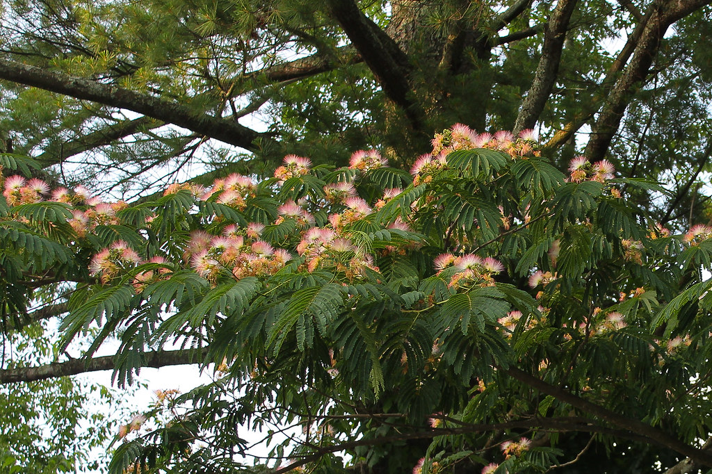 Mimosa Tree, Henderson County, North Carolina