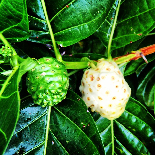 Noni - though it looks like a Soursop to me