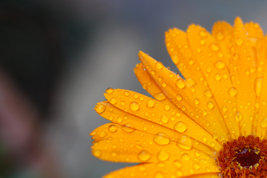 yellow flower closeup | Serena Epstein | Flickr