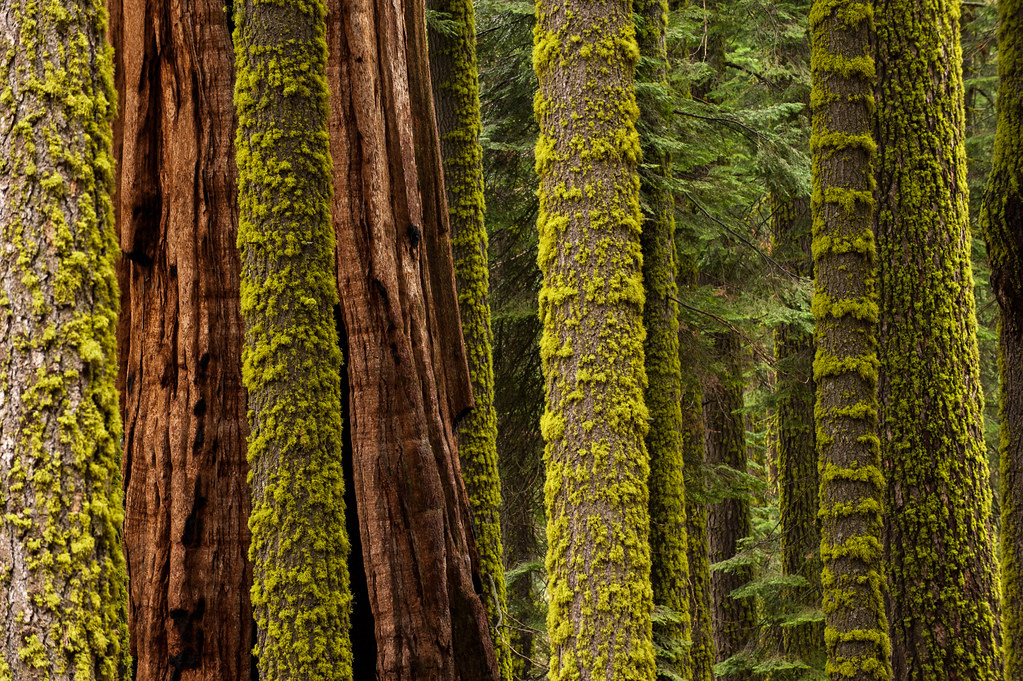 Sequoia Abstract