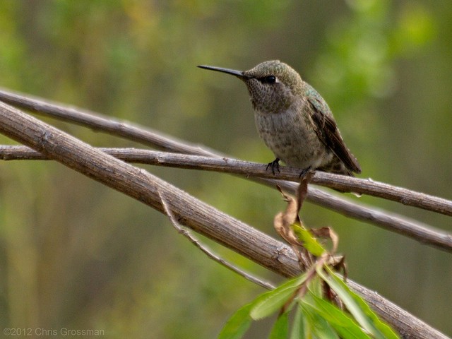 Female Costa's Hummingbird (Calypte costae) - Olympus E-520 - Zuiko 70-300mm F/4-5.6 ED