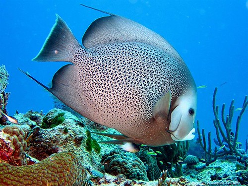 angel fish