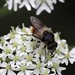 Flickr photo 'Cheilosia illustrata  (Syrphidae) - Painted Cheilosia, Bunte Erzschwebfliege' by: gbohne.