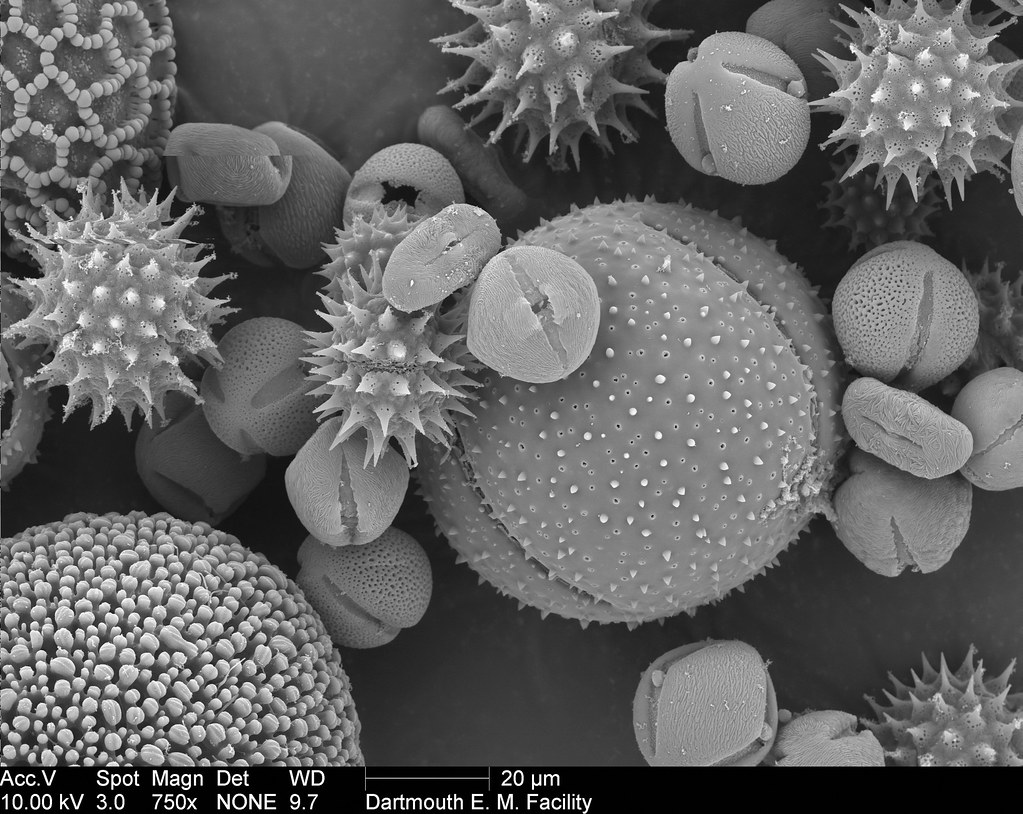 Tree Pollen Under Microscope