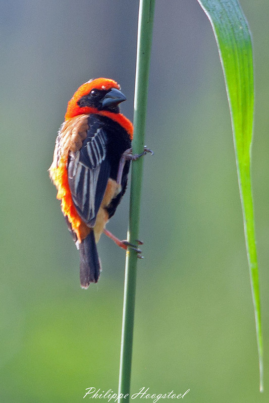 Чернокрылый огненный бархатный ткач / Euplectes hordeaceus птица фото голос
