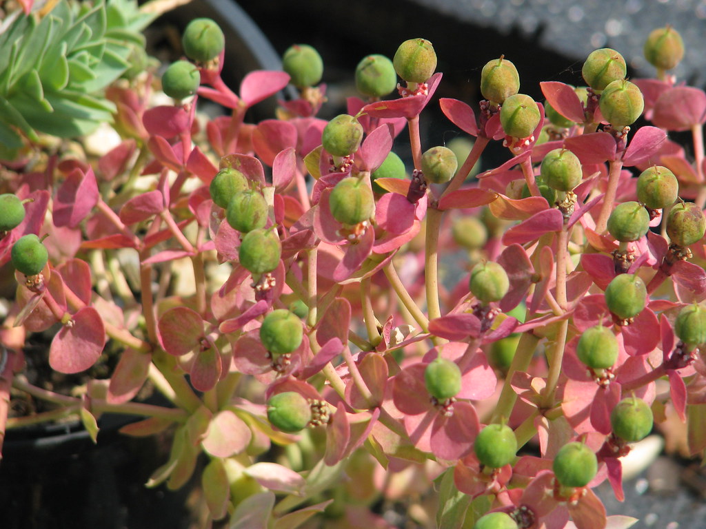 Euphorbia myrsinites red form