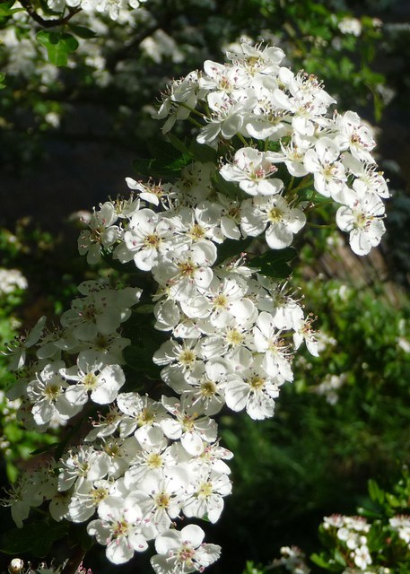 May blossom -2