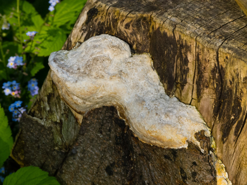 Bracket fungus on a tree stump
