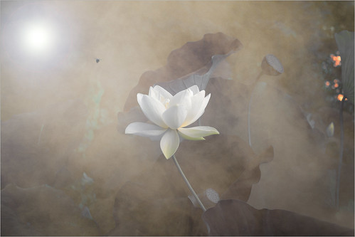 White Lotus Flower - DD0A6361-1-1000 by Bahman Farzad