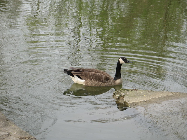 Goose at Side Cut Metro Park