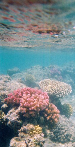 Coral | by dachalan