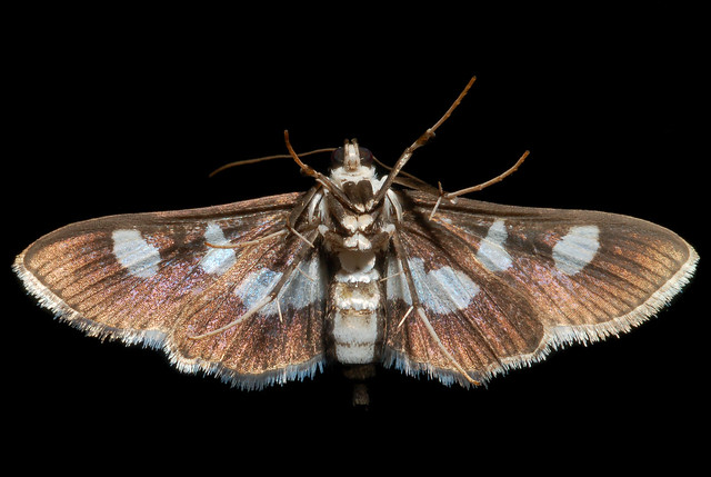 Desmia funeralis - Grape Leaffolder Moth