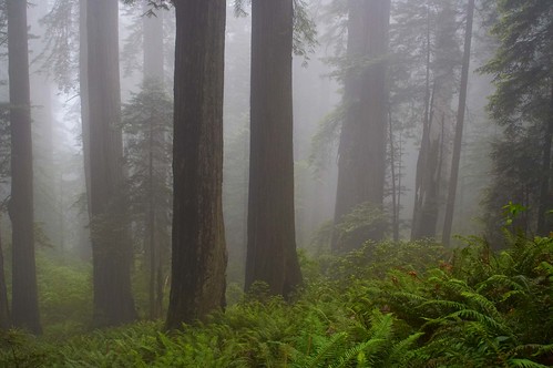 redwood national park trees forest fog redwoods kartpostal day wow