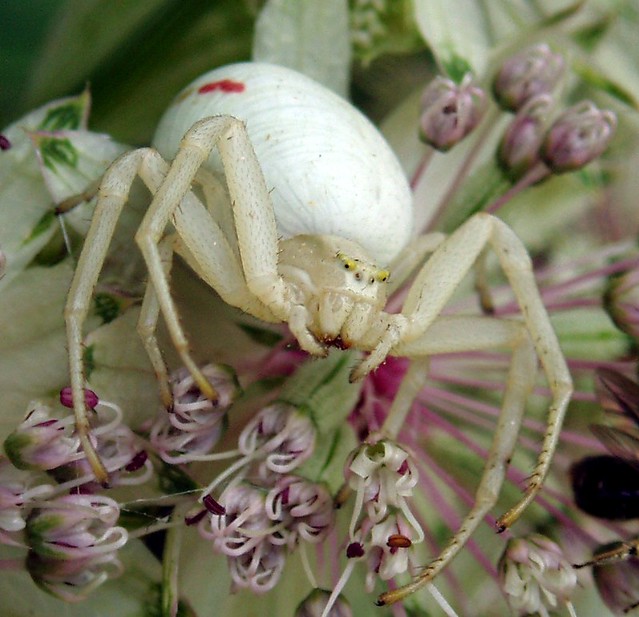 Up close and personal with Crab Spider