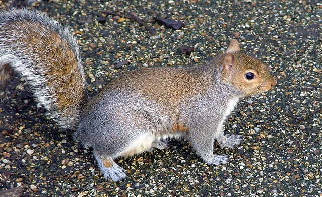 Squirrel - London - 2005