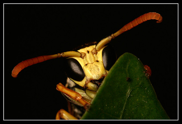 Avispa - Wasp | Sin recorte - no crop Sigma 150mm + Kenko Ex… | Flickr
