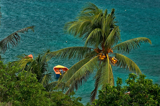 Bequia - boats and palm, October, 2005