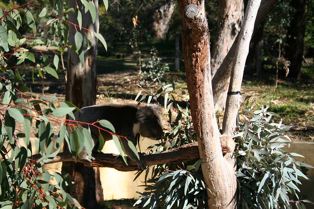 Koala - Yanchep Park - 4