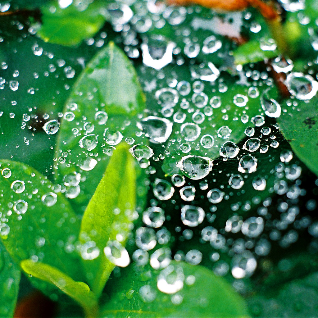 drops