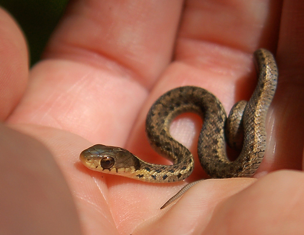 Baby snake tiny Baby Copperhead