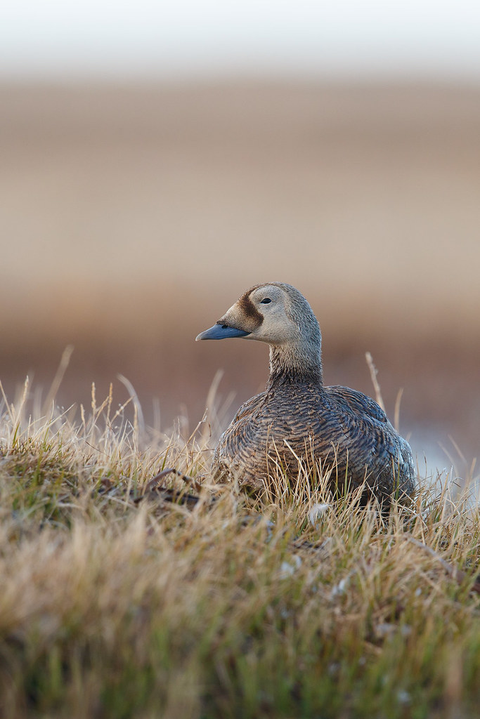 Somateria fischeri | Spectacled Eider | glasögonejder