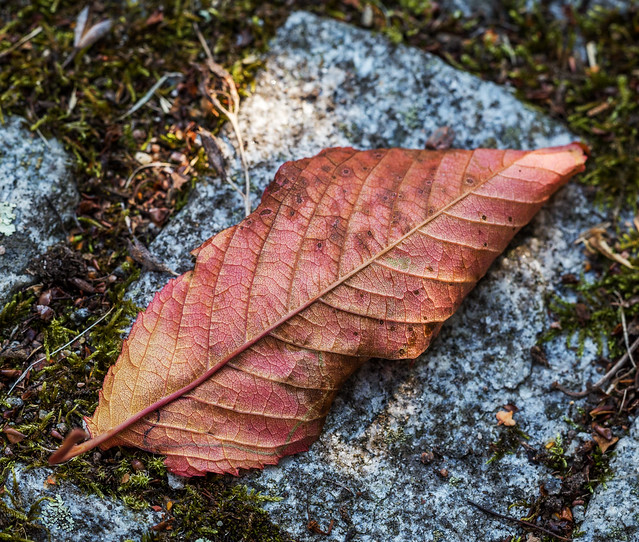 Autumn leaf on paving-stone