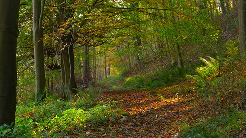 autumn england leaves walking oak woods hiking autumncolours sycamore scarborough birch beech northyorkshire horsechestnut sunnyday silverbirch deciduoustrees northyorkmoorsnationalpark autumncolour hackness hacknesshall silpho hildawood