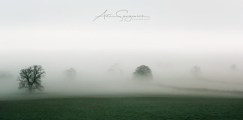 mist fog somerset trees avalon winter misty foggy landscape fairy glorious beautiful